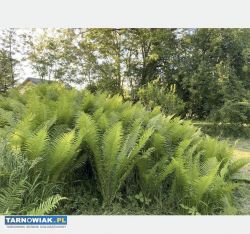 Sadzonki paproci ogrodowej 10 sztuk - Obrazek 1