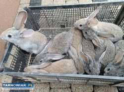Króliki - Obrazek 1