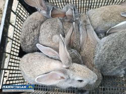 Króliki - Obrazek 2