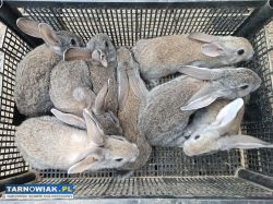 Króliki - Obrazek 3