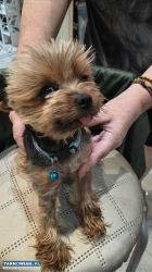Yorkshire terrier miniaturka Reproduktor - Obrazek 1