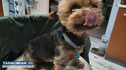 Yorkshire terrier miniaturka Reproduktor - Obrazek 2