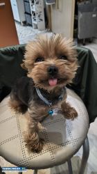 Yorkshire terrier miniaturka Reproduktor - Obrazek 3