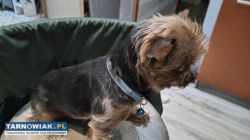 Yorkshire terrier miniaturka Reproduktor - Obrazek 4