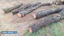 Czereśnia do wędzenia lub na deski - Obrazek 1