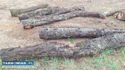 Czereśnia do wędzenia lub na deski - Obrazek 2