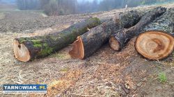 Czereśnia do wędzenia lub na deski - Obrazek 3