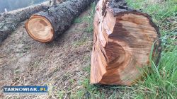 Czereśnia do wędzenia lub na deski - Obrazek 4