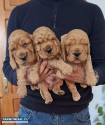 Cocker spaniel angielski szczeniaki z rodowodem - Obrazek 1