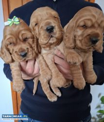 Cocker spaniel angielski szczeniaki z rodowodem - Obrazek 2