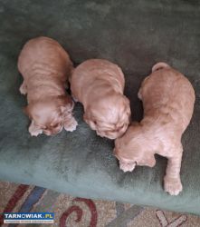 Cocker spaniel angielski szczeniaki z rodowodem - Obrazek 4