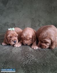Cocker spaniel angielski szczeniaki z rodowodem - Obrazek 3