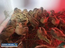 Jaja Legowe Zielononozka Kuropatwiana - Obrazek 4