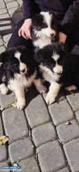 Border Collie - Obrazek 3