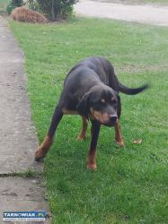 Oddam w dobre ręce - Obrazek 3