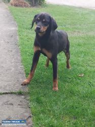 Oddam w dobre ręce - Obrazek 2