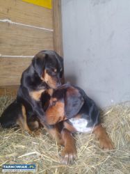 Oddam w dobre ręce - Obrazek 4