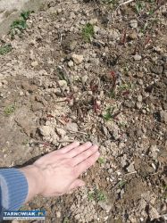 Hortensja - Obrazek 2