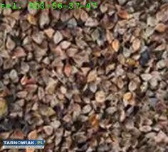 Sprzedam grykę ekologiczną - Obrazek 1