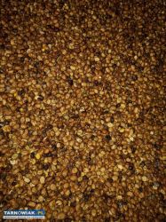 Bobik sprzedam - Obrazek 1