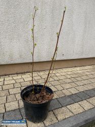 Sadzonki paproci ogrodowej 10 sztuk - Obrazek 2