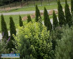 Pęcherznica sadzonka - Obrazek 2