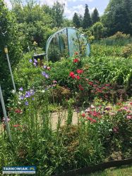 Sprzedam działkę w ROD  " Semafor" - Obrazek 2