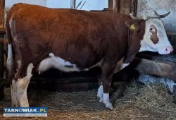 Sprzedam młodą krowę - Obrazek 1