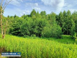 Działka rolna 0.52 ha IV Klasa w spokojnej okolicy - Obrazek 1