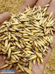 Sprzedam  pszenice i owies - Obrazek 2