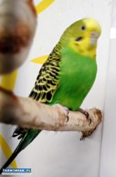 Papuga falista samczyk lub samiczka - Obrazek 1