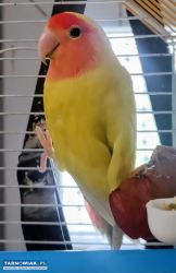 Papuga falista samczyk lub samiczka - Obrazek 3