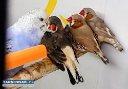 Papuga falista samczyk lub samiczka - Obrazek 4