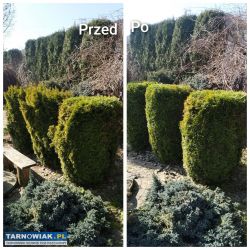 Usługi ogrodnicze - Obrazek 3