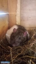 Szczur domowy - Obrazek 1