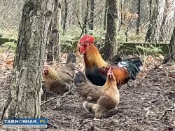 Zielononozka kuropatwiana  jaja legowe - Obrazek 3