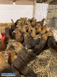 Zielononozka kuropatwiana  jaja legowe - Obrazek 4