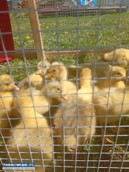 Gęsi kołudzkie - Obrazek 2