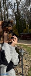 Yorkshire terrier - suczka - Obrazek 1