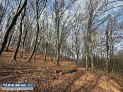1,46ha lasu Sukmanie - Obrazek 2