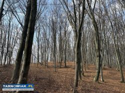1,46ha lasu Sukmanie - Obrazek 1