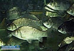 W sprzedaży żywy karaś - Obrazek 1