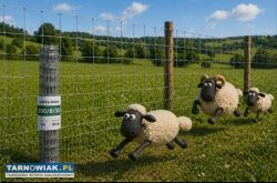 Siatka leśna 100/8/30 rolka 50mb duża ilość - Obrazek 1