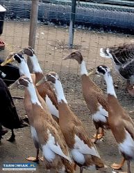 Biegusy indyjskie kaczki na ślimaki - Obrazek 1