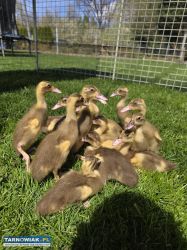 Biegusy indyjskie kaczki na ślimaki - Obrazek 2