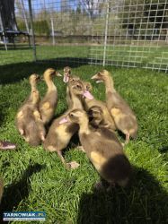 Biegusy indyjskie kaczki na ślimaki - Obrazek 3