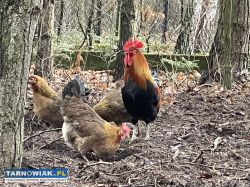 Kurczeta Zielononozki Kuropatwianej - Obrazek 4