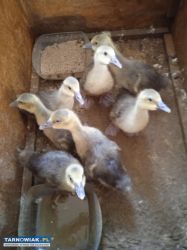 Gąski urodzone 30 marca - Obrazek 2