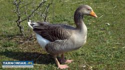 Gąski urodzone 30 marca - Obrazek 1