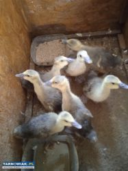 Gąski urodzone 30 marca - Obrazek 3